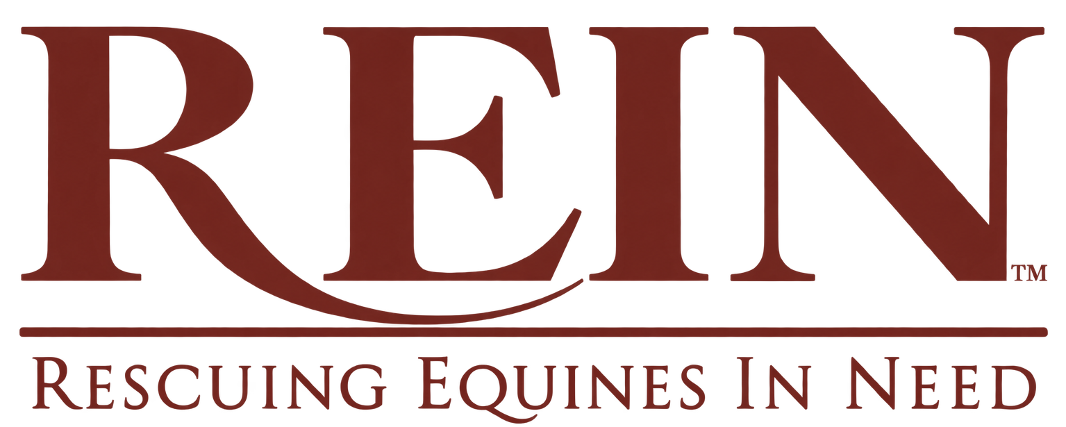 Rescuing Equines In Need